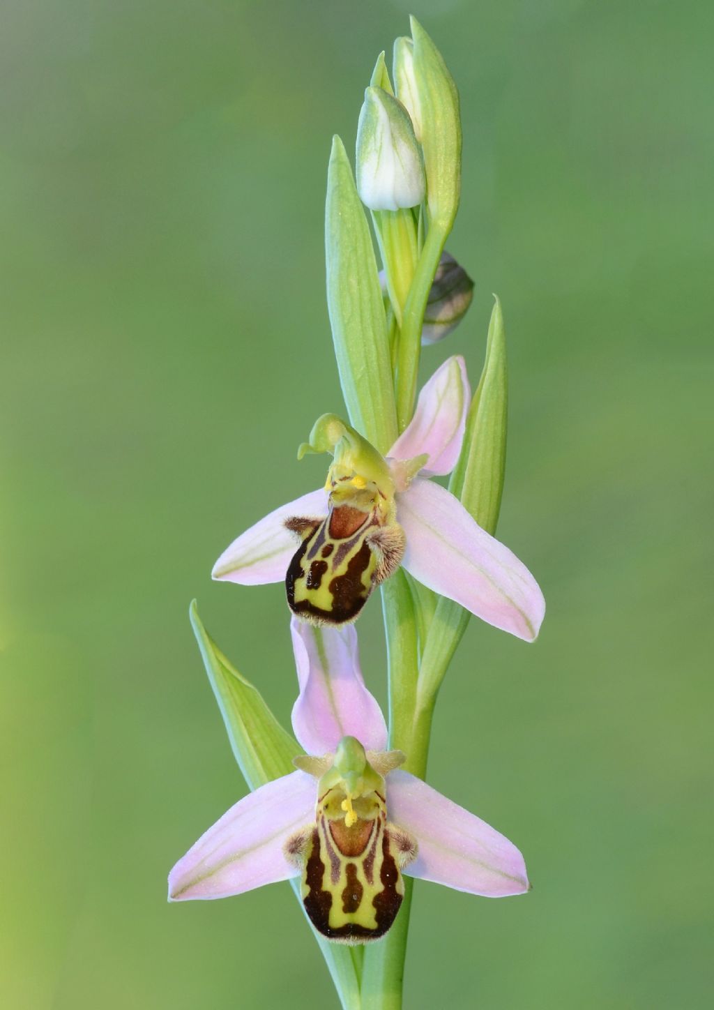 Ophrys apifera